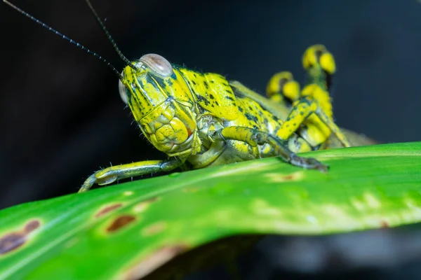 Close Shot Van Kortgehoornde Sprinkhaan — Stockfoto