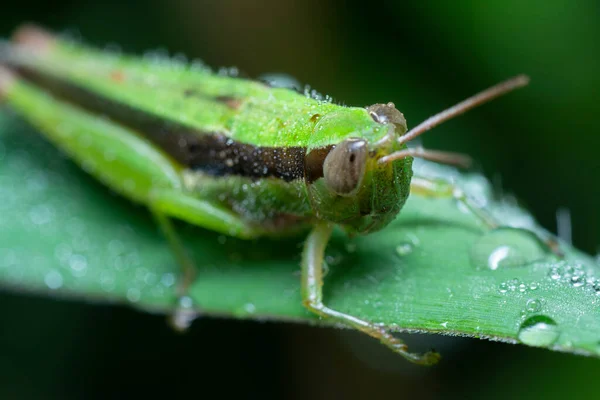 Close Shot Van Kortgehoornde Sprinkhaan — Stockfoto