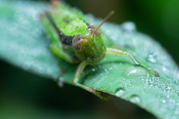 메뚜기의 — 스톡 사진