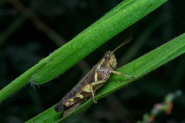 Close Shot Van Kortgehoornde Sprinkhaan — Stockfoto