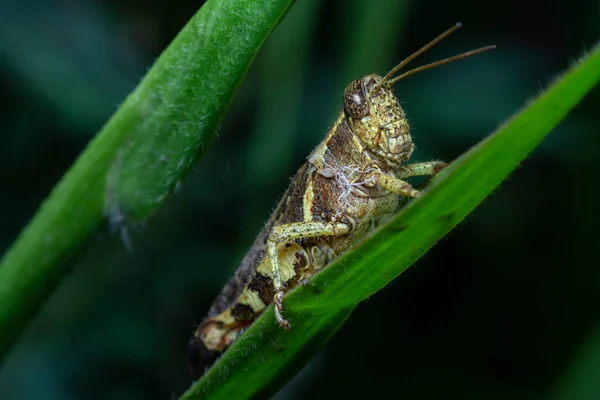 Close Shot Van Kortgehoornde Sprinkhaan — Stockfoto