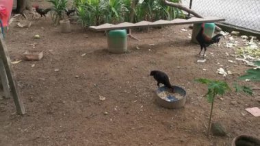 Sessiz, küçük bir tavuk çiftliğinin görüntüleri. 