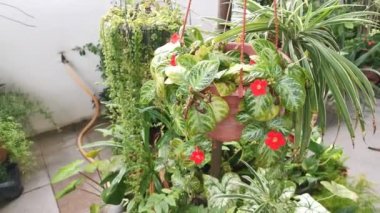 episcia Cupreata fabrikasının görüntüleri.
