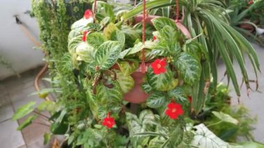 episcia Cupreata fabrikasının görüntüleri.