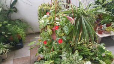 episcia Cupreata fabrikasının görüntüleri.