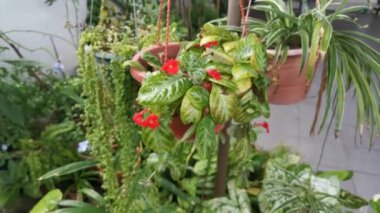 episcia Cupreata fabrikasının görüntüleri.