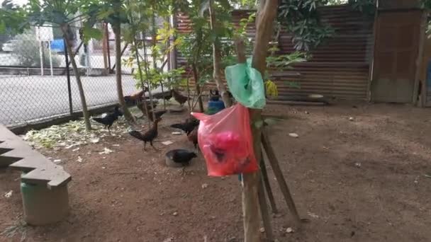 Sessiz Küçük Bir Tavuk Çiftliğinin Görüntüleri — Stok video