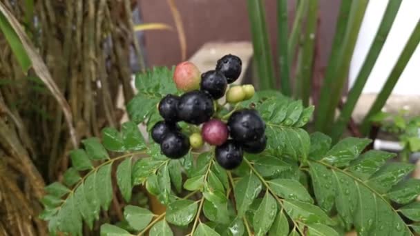 Des Images Petit Curry Pot Portant Des Fruits — Video