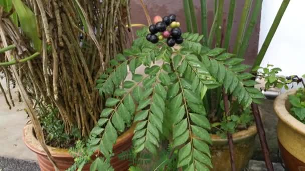 Filmato Del Piccolo Albero Curry Che Porta Frutti — Video Stock