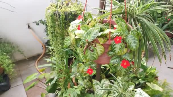 Aufnahmen Der Pflanze Episcia Cupreata — Stockvideo