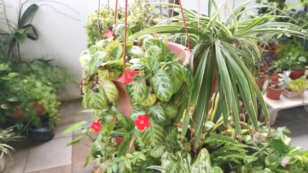 Beeldmateriaal Van Episcia Cupreata Plant — Stockvideo