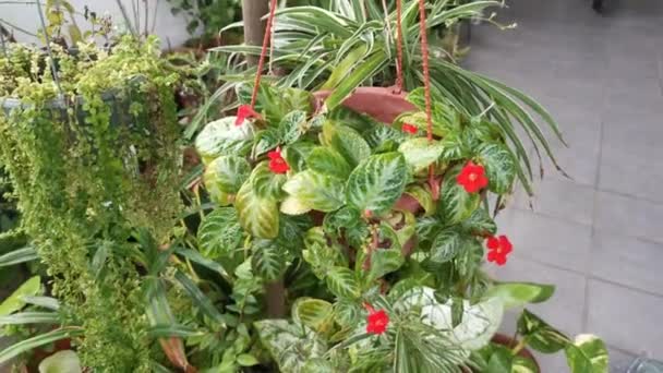Πλάνα Από Φυτό Episcia Cupreata — Αρχείο Βίντεο
