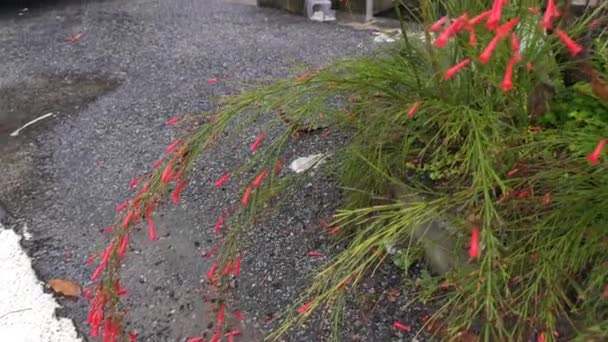 Beelden Van Kleine Rode Roetkraker Bloemige Plant — Stockvideo