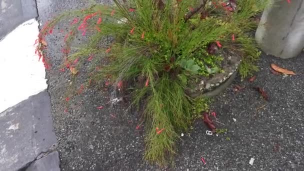 Metraje Del Racimo Pequeño Petardo Rojo Planta Flores — Vídeos de Stock