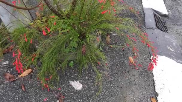 Metraje Del Racimo Pequeño Petardo Rojo Planta Flores — Vídeos de Stock