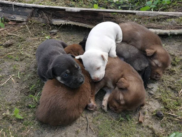 Wild Puppies Plantation — Stock Photo, Image