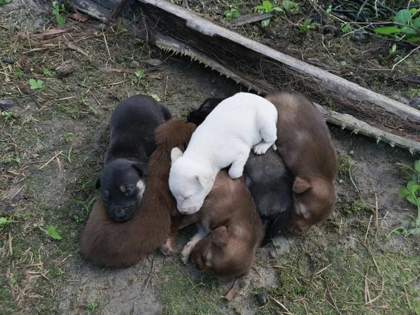 Çiftlikteki Vahşi Köpek Yavruları — Stok fotoğraf