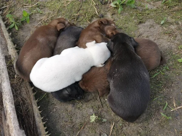 Çiftlikteki Vahşi Köpek Yavruları — Stok fotoğraf