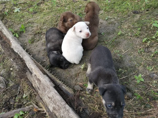 Çiftlikteki Vahşi Köpek Yavruları — Stok fotoğraf