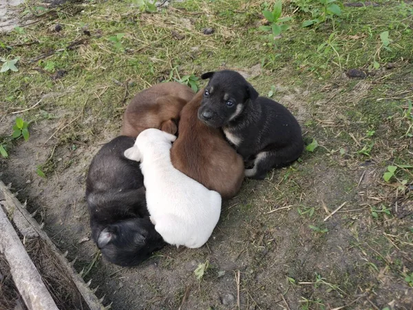 Cachorros Salvajes Plantación — Foto de Stock