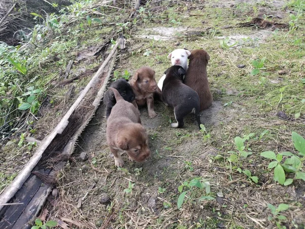 Wild Puppies Plantation — Stock Photo, Image