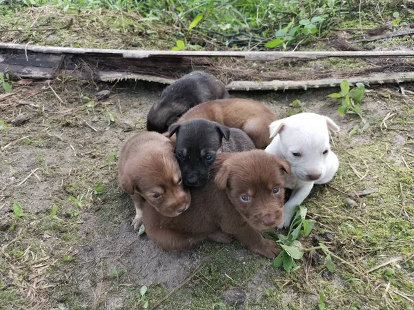 Çiftlikteki Vahşi Köpek Yavruları — Stok fotoğraf