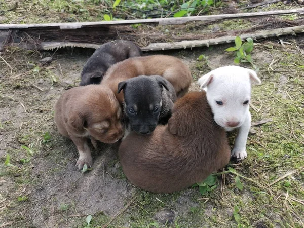 Cachorros Salvajes Plantación — Foto de Stock