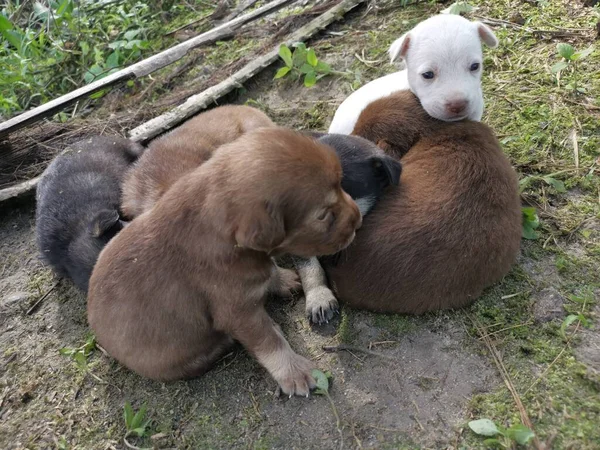 Çiftlikteki Vahşi Köpek Yavruları — Stok fotoğraf