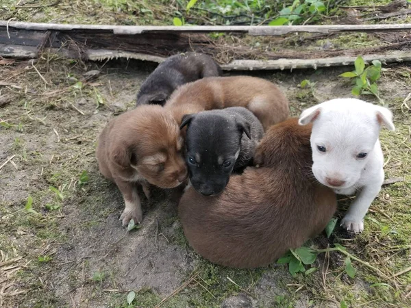 Wild Puppies Plantation — Stock Photo, Image