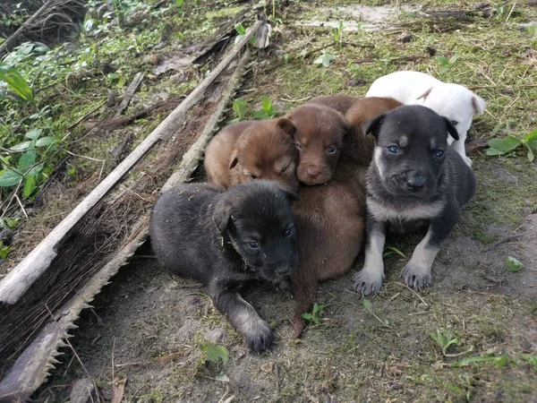 Wild Puppies Plantation — Stock Photo, Image
