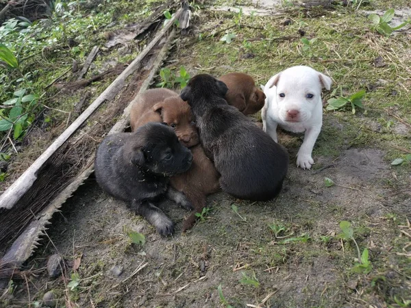 Cachorros Salvajes Plantación — Foto de Stock