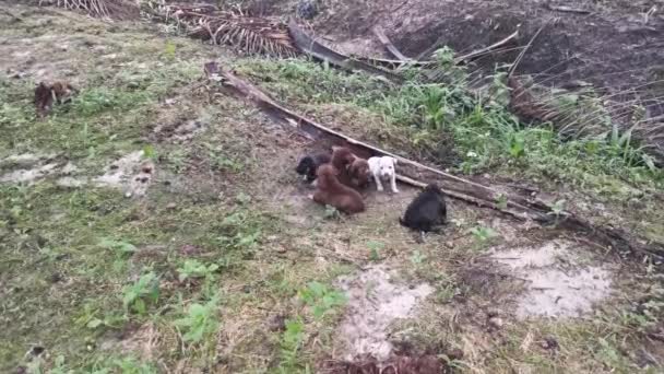 Footage Wild Puppies Plantation — Stock Video
