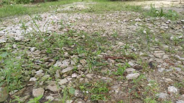 Imágenes Una Persona Desconocida Corriendo Sobre Camino Rural Las Malas — Vídeos de Stock