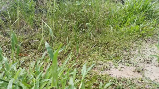 Rekaman Dari Orang Tak Dikenal Yang Berjalan Atas Rumput Liar — Stok Video