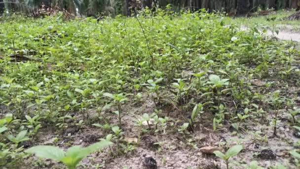 Imagens Uma Pessoa Desconhecida Andando Sobre Ervas Daninhas Lamacentas Estrada — Vídeo de Stock