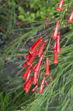 Bir demet küçük kırmızı kestane fişeği sarkıyor.