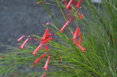 Bir demet küçük kırmızı kestane fişeği sarkıyor.