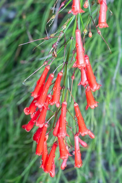 Hanging Bunch Tiny Red Firecracker Flowery Plant — Stock Photo, Image