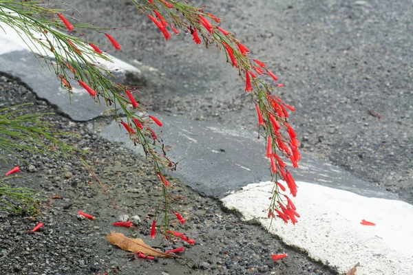 Κρεμαστό Μπουκέτο Μικροσκοπικών Κόκκινων Πυροτέχνημα Λουλούδι Φυτό — Φωτογραφία Αρχείου