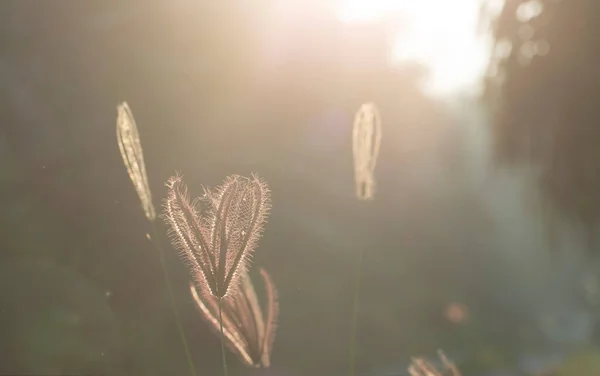 Hermosa Luz Mañana Temprano Hierba Del Dedo Brillan Campo — Foto de Stock