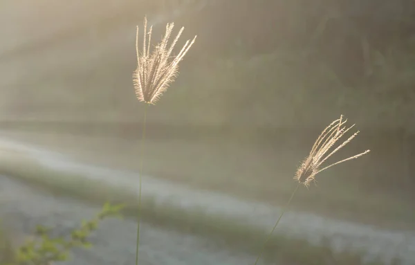 Hermosa Luz Mañana Temprano Hierba Del Dedo Brillan Campo —  Fotos de Stock