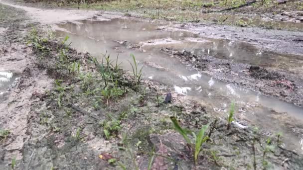 Imagens Caminhar Para Piscina Água Barrenta Poça — Vídeo de Stock