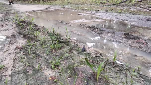 Beelden Van Het Lopen Het Zwembad Van Modderige Plas Water — Stockvideo