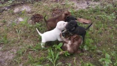 Çiftlikte oynayan vahşi köpek yavrularının görüntüleri..