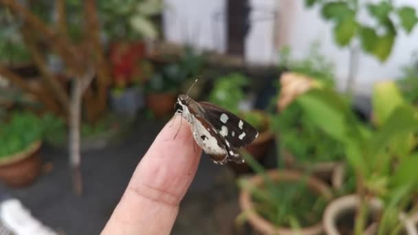 Filmato Della Falena Sable Maculata Bianco — Video Stock