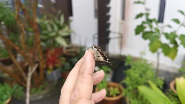 Filmato Della Falena Sable Maculata Bianco — Video Stock