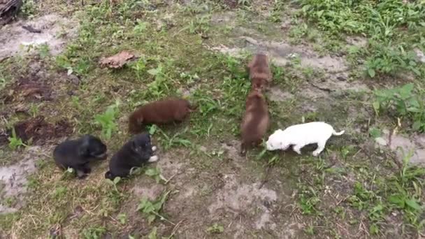 Footage Wild Puppies Playing Plantation — Stock Video
