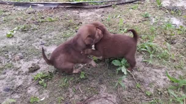 Filmaufnahmen Der Wilden Welpen Beim Spielen Auf Der Plantage — Stockvideo