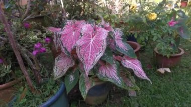 Caladium bicolor fabrikasının görüntüleri
