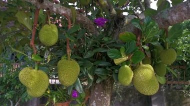 Ağaçta asılı duran Artocarpus tamsayı meyvelerinin görüntüleri..